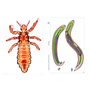 LIEDER Parasites, complément (12 préparations), kit étudiant