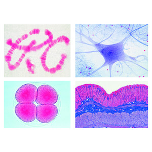 LIEDER Préparations microscopiques série d'école Cd (supplément à un A, à un B et à un C), 50 Präp.